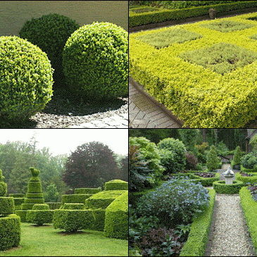 Shrub trimming Dacula and Braselton